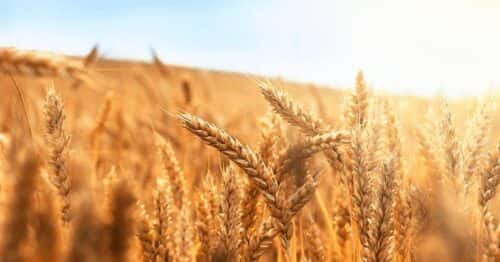 Dia do Trigo informacoes e curiosidades sobre um dos cereais mais consumidos no mundo
