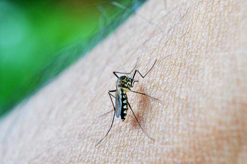 Aumento da dengue no Estado de São Paulo requer maior adesão das medidas de proteção, Jornal O São Paulo