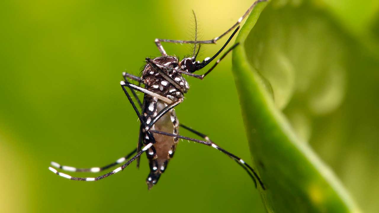 Dengue-mosquito