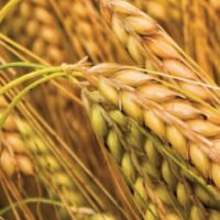 Separating-the-Wheat-From-the-Chaff-1600×602.jpg.imgix.banner