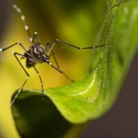 Aedes