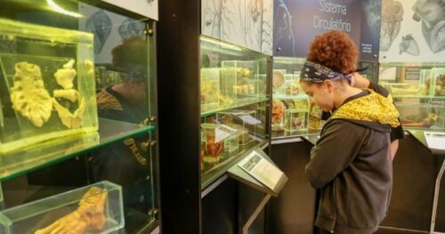 Museus e parques da USP oferecem experiências lúdicas e educativas nas férias de janeiro - Jornal O São Paulo