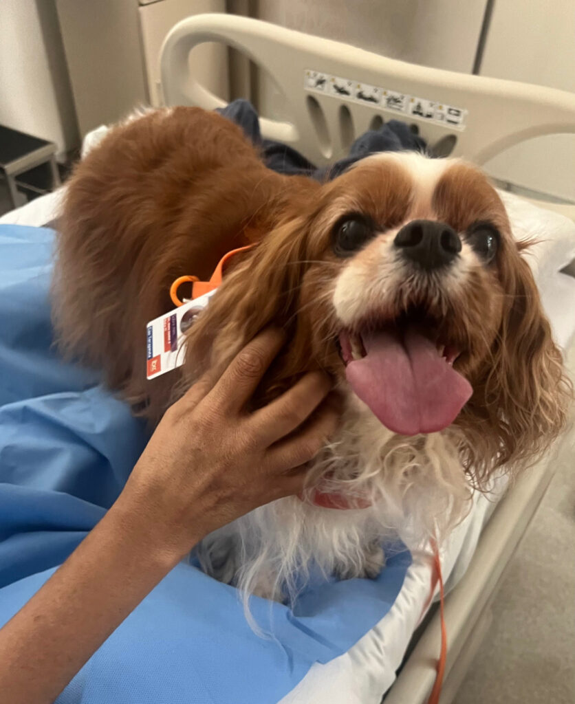 Quando a alegria e o afeto ‘contagiam’ os hospitais - Jornal O São Paulo