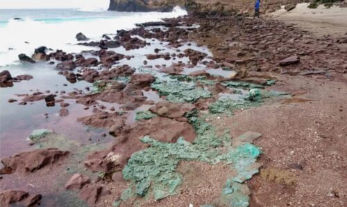 Rochas de plástico chegam a ninhos de tartarugas em ilha brasileira - Jornal O São Paulo