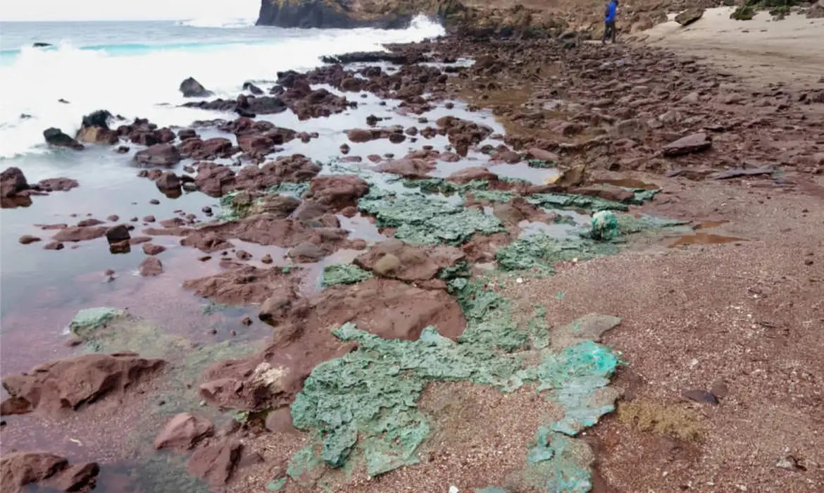 Rochas de plástico chegam a ninhos de tartarugas em ilha brasileira - Jornal O São Paulo