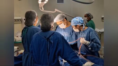 Igreja atualiza critérios para a realização de transplantes de tecidos e órgãos de animais em seres humanos - Jornal O São Paulo