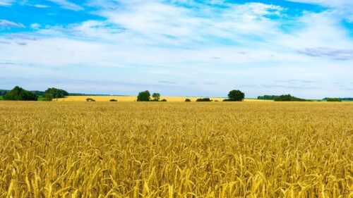 Santa Sé: guerras e clima extremo são letais para os sistemas alimentares globais