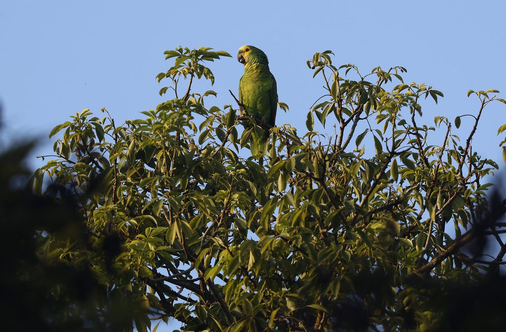 Com mais parques e áreas verdes, São Paulo vira cenário para descoberta de aves raras