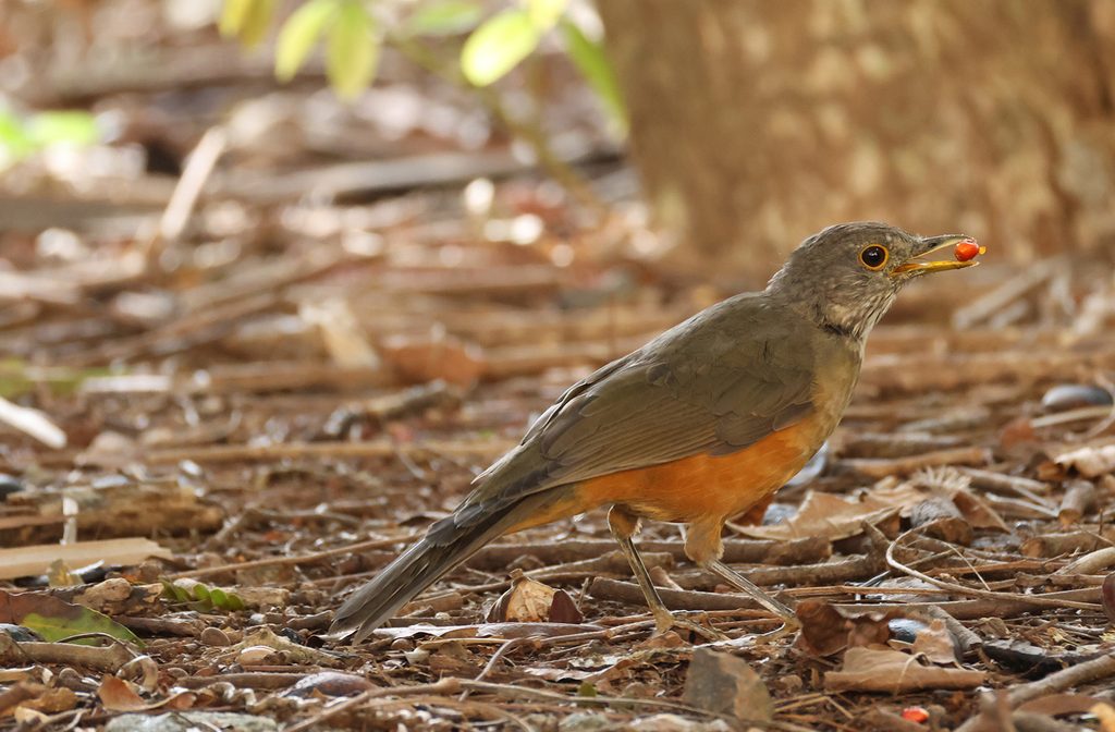 Com mais parques e áreas verdes, São Paulo vira cenário para descoberta de aves raras