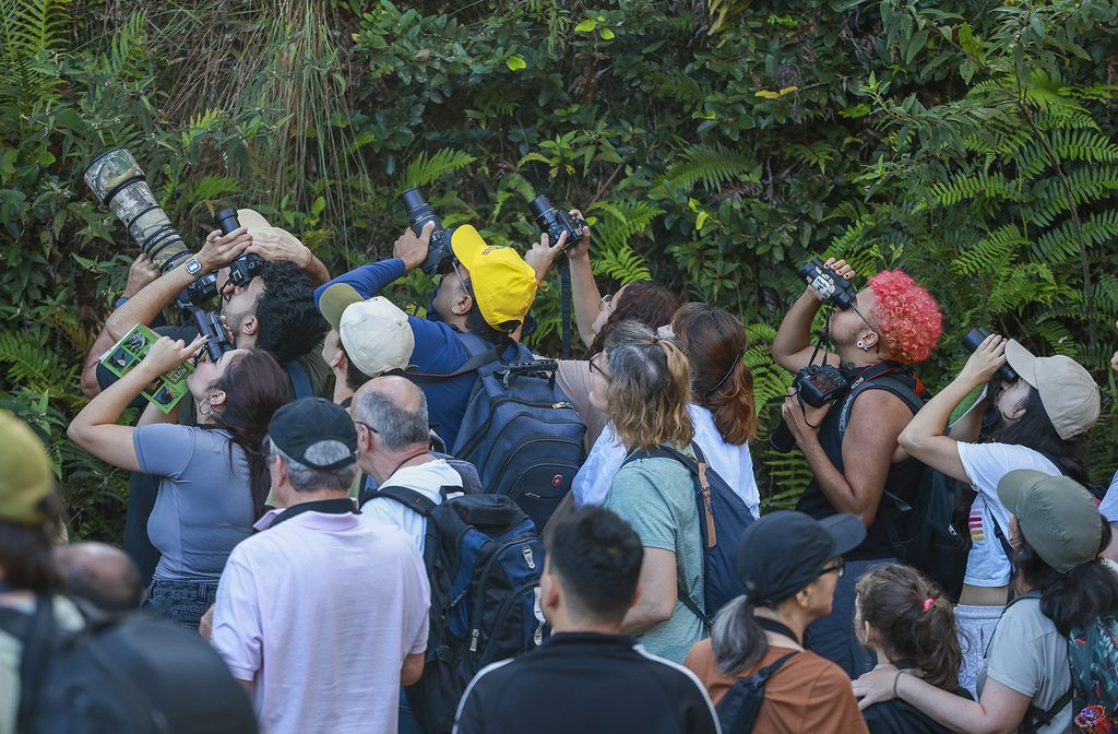 Com mais parques e áreas verdes, São Paulo vira cenário para descoberta de aves raras