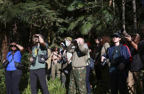 Com mais parques e áreas verdes, São Paulo vira cenário para descoberta de aves raras